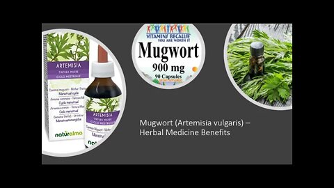 Mugwort - Herbal Medicine Benefits