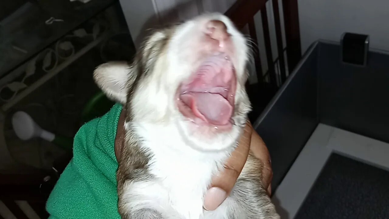 k Litter - Eyes Are Opening