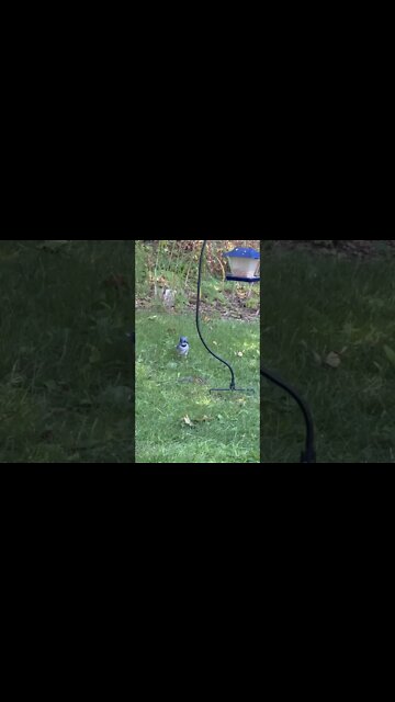 Blue Jay and a Chipmunk