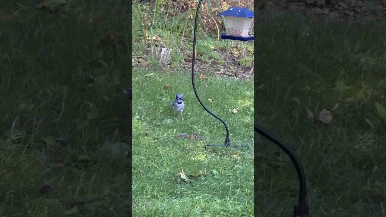 Blue Jay and a Chipmunk