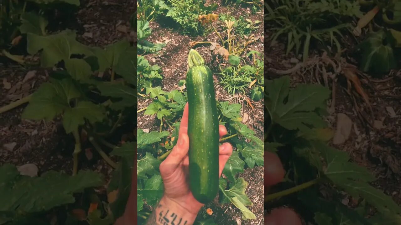 Why Trading is like Harvesting Zucchini