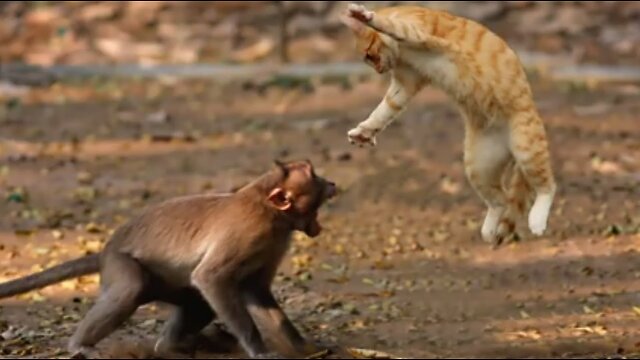 Monkey Vs Cat Fight