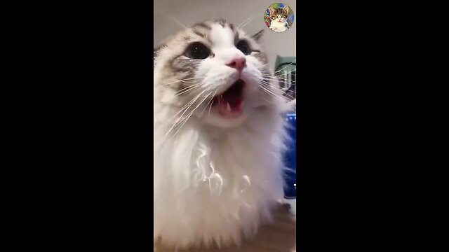 Aww Cute Cats Videos #catmeow Funny Animals Compilation😹 Try Not To Laugh Challenge MV32 #shorts