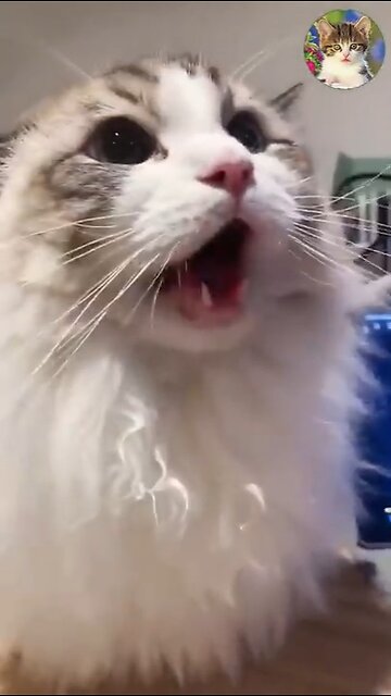 Aww Cute Cats Videos #catmeow Funny Animals Compilation😹 Try Not To Laugh Challenge MV32 #shorts