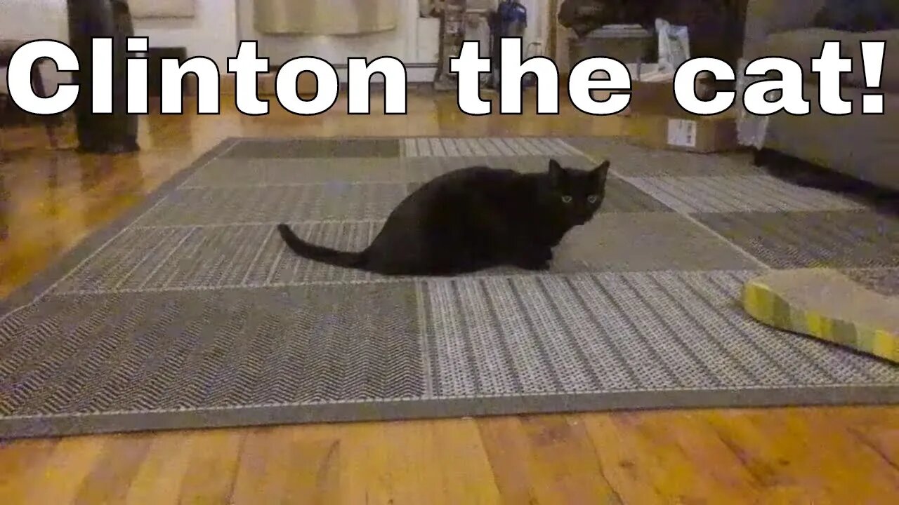 Mr. Clinton the warrior vs. DJI Tello drone.