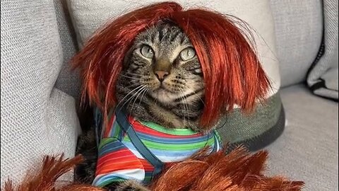 THE ULTIMATE PAW PARENTS 😂 | cute cat