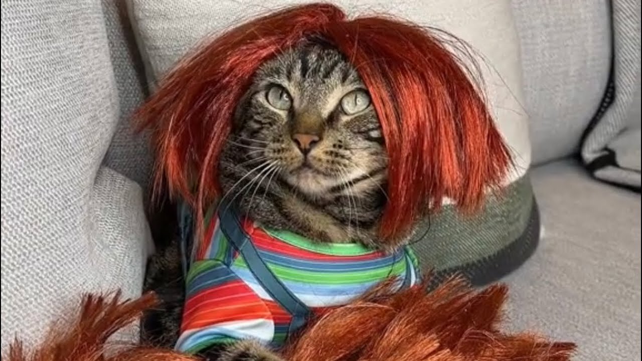 THE ULTIMATE PAW PARENTS 😂 | cute cat