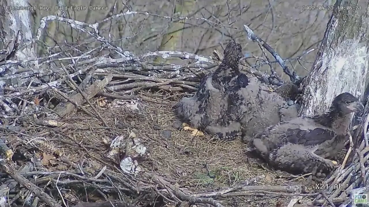 Hays Bald Eagles H16 does a Gesundheit 2022 04 23 1006am