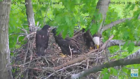 Hays Eagles Dad puts up a baby gate 2020 05 19 825am