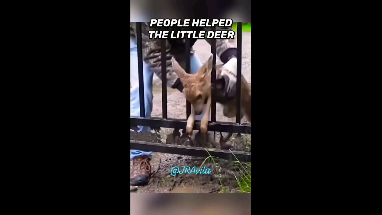 Animals asking Humans for Help. Some of the Most Amazing Animals Rescues Ever. #Animals