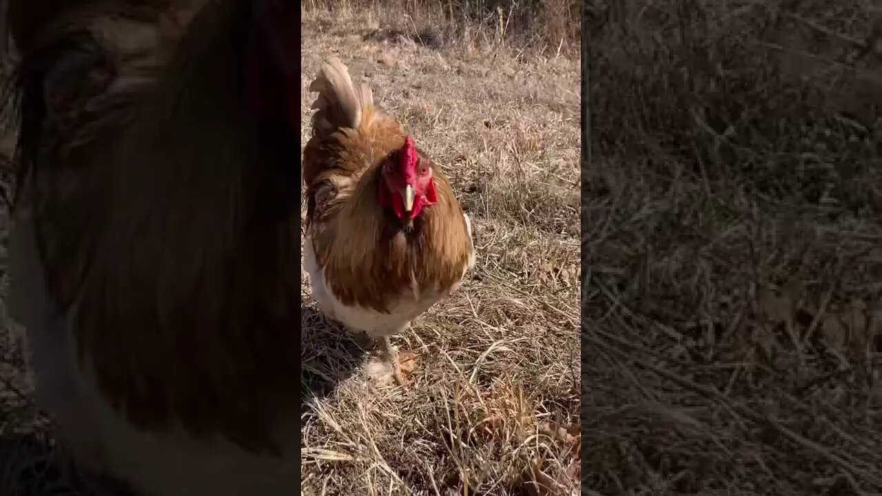 Frizzle and the gang #shorts #chickens #funkychicken