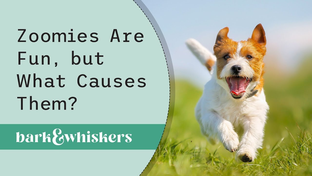 Zoomies Are Fun, but What Causes Them?