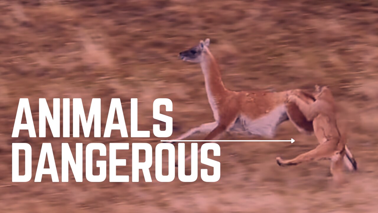 Very dangerous scene || animal geography || Best moments