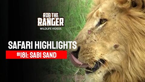 Safari Highlights #181: 13 - 16 December 2012 | Sabi Sand Nature Reserve | Latest Wildlife Sightings