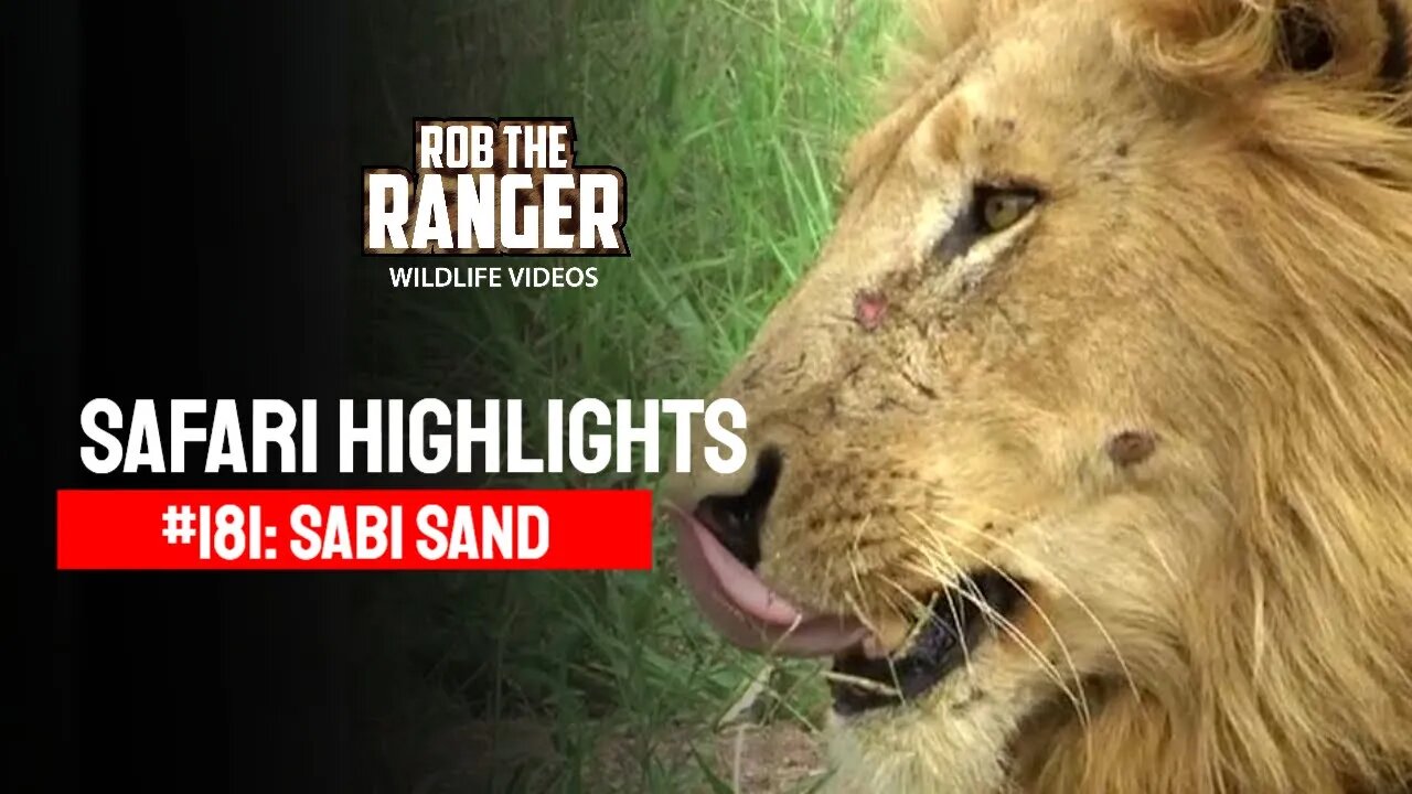 Safari Highlights #181: 13 - 16 December 2012 | Sabi Sand Nature Reserve | Latest Wildlife Sightings