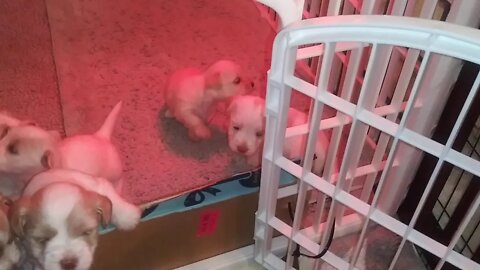 E Litter - 3 1/2 weeks old(3)