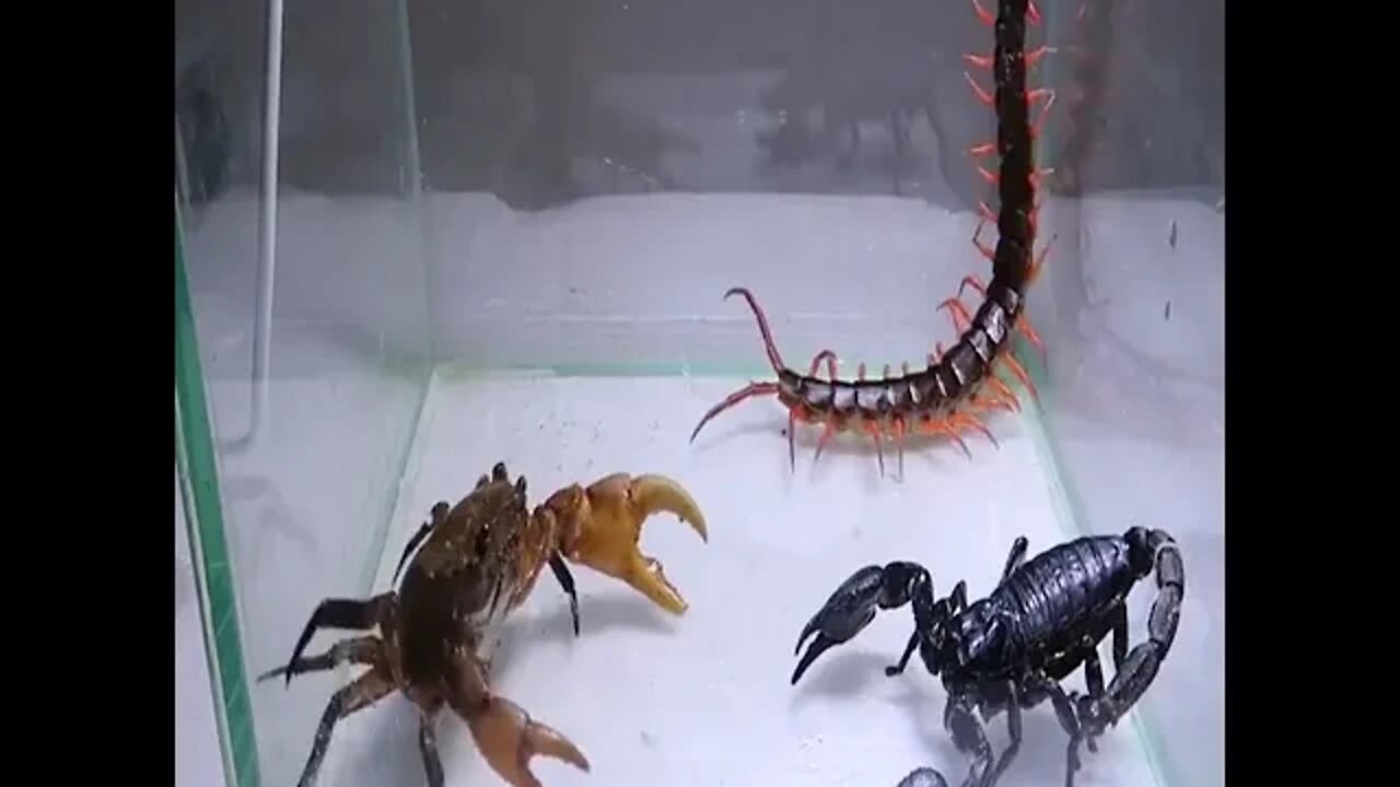 Crab vs. Scorpion vs. Centipede. Watch Till the End of who would win.