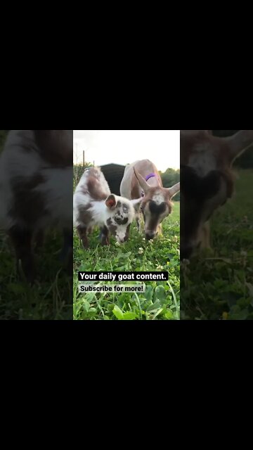 Your daily goat content #shorts