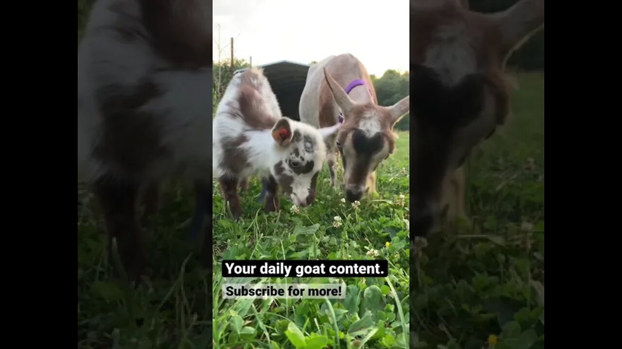 Your daily goat content #shorts