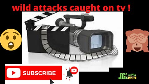 wild unexpected attacks caught on tv!