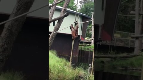 Two orangutans I saw at the zoo today!