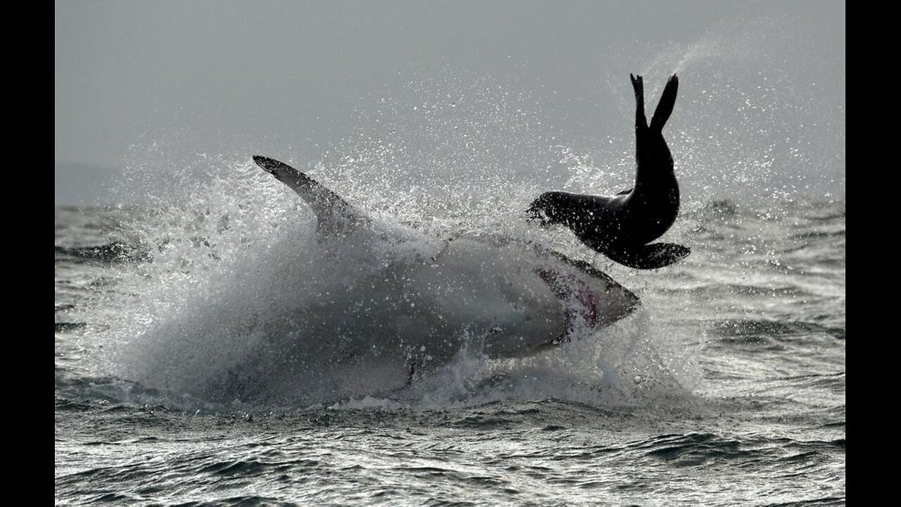 14 Ft Great White Consumes Victim in Multiple Attacks