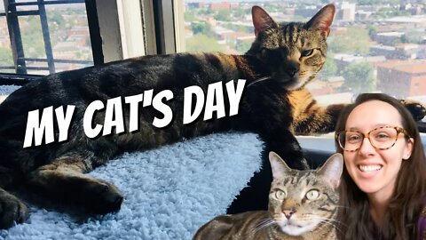 Use these routines to keep your cat happy