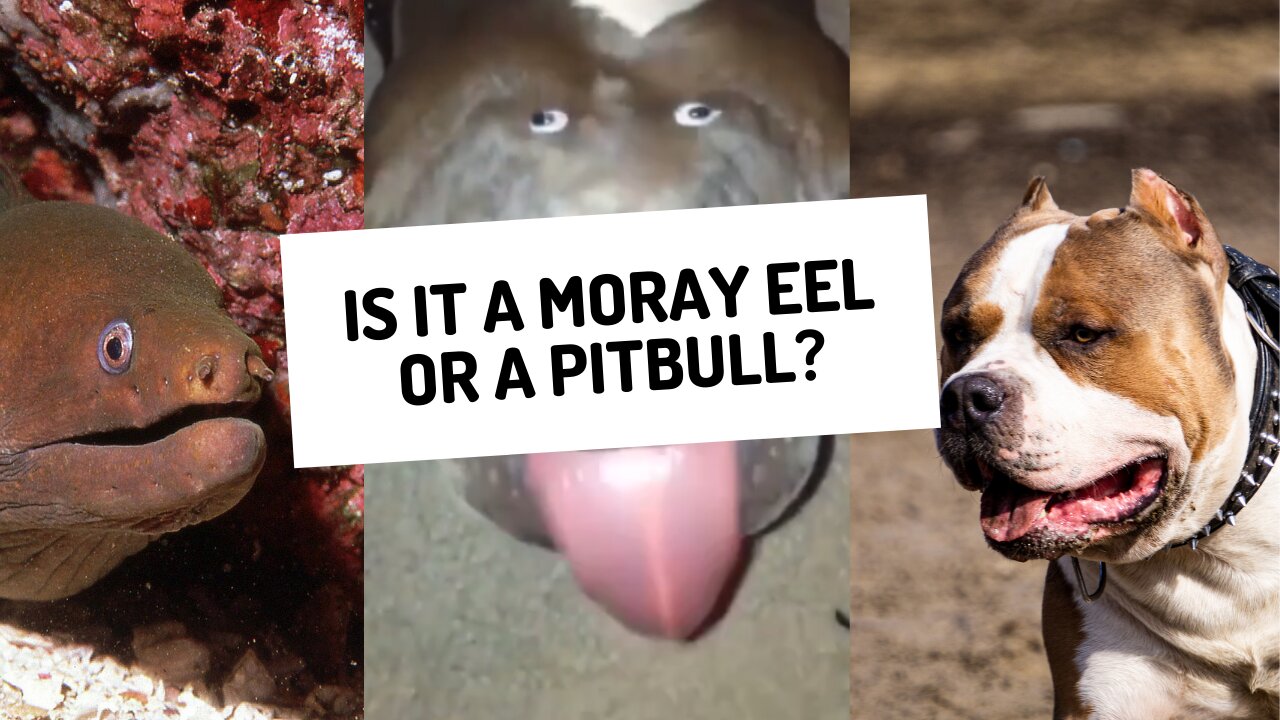 is it a moray eel or a pitbull?