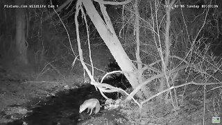 Red Fox gets a drink from stream