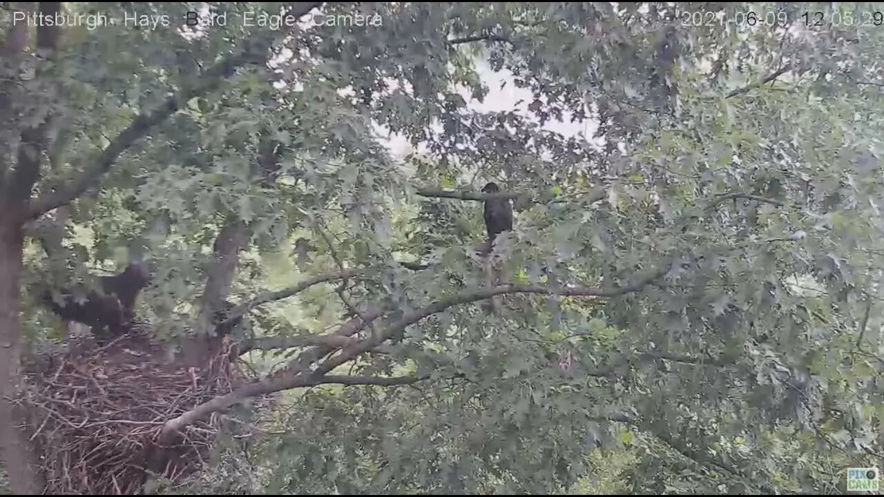 Hays Eagles H13 whoops Almost doesn't count ! 2021 06 09 12:05PM