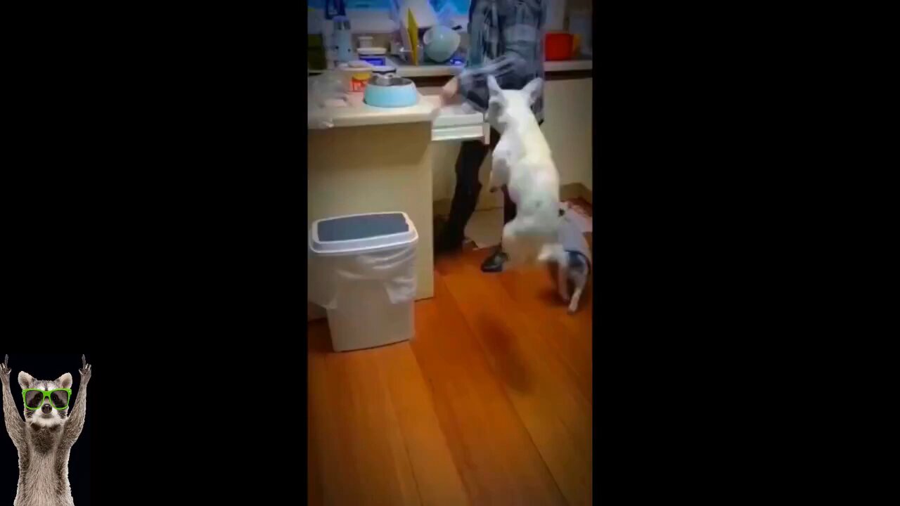 funny animal video