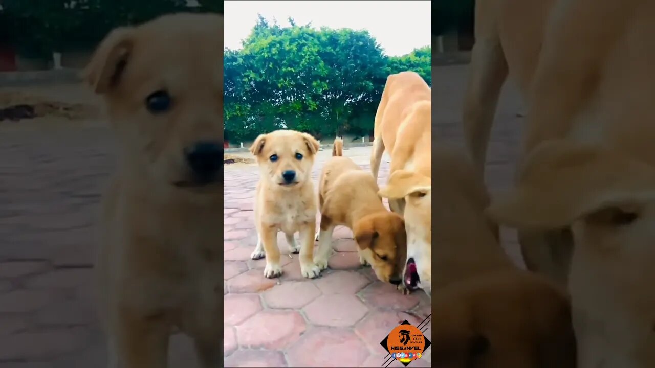 cute three stray dog puppy waiting for food #saves #life #viral #mostviewed #trending #shorts