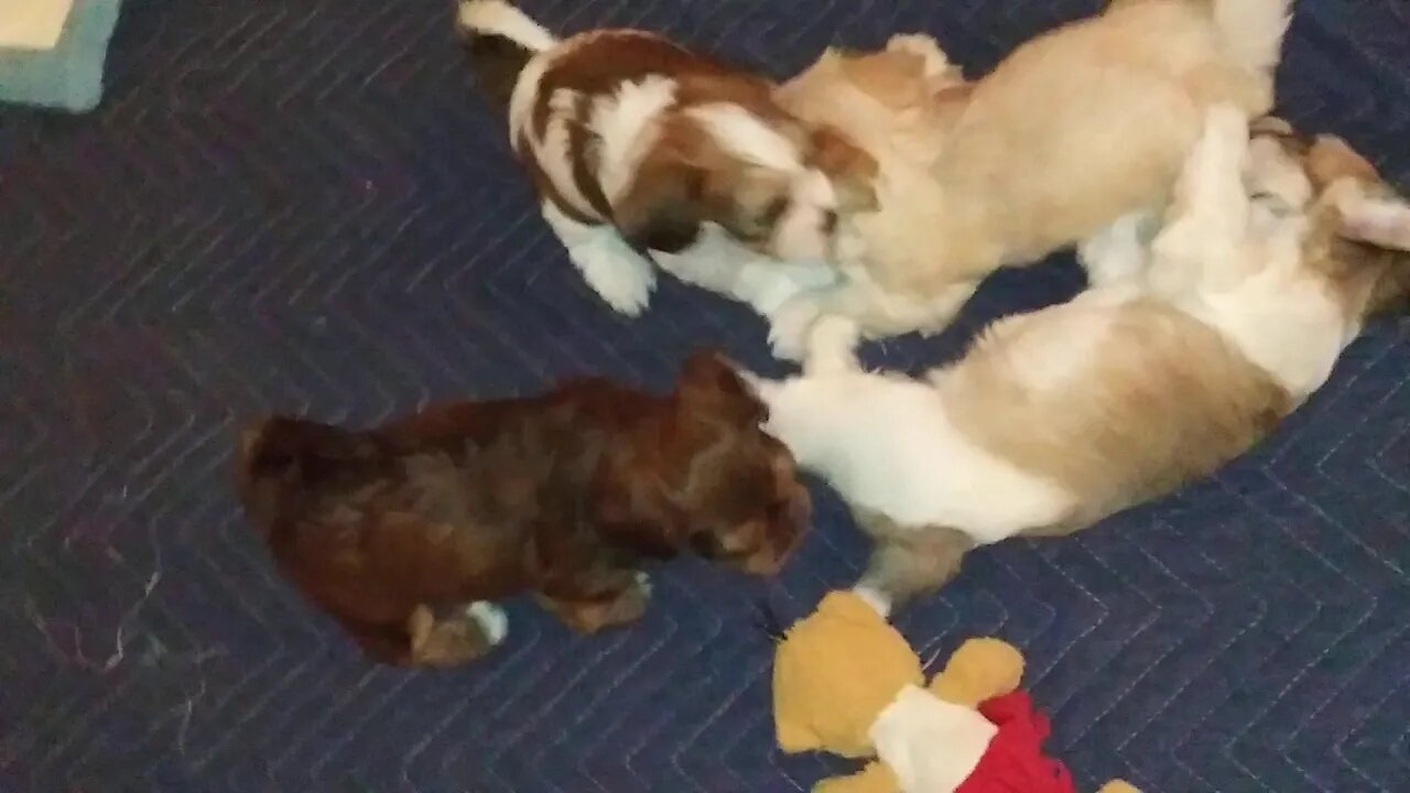 G Litter Having Fun (3/28)(3)