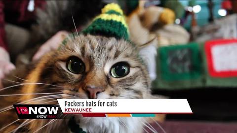 Kewaunee woman knits Packers hats for cats