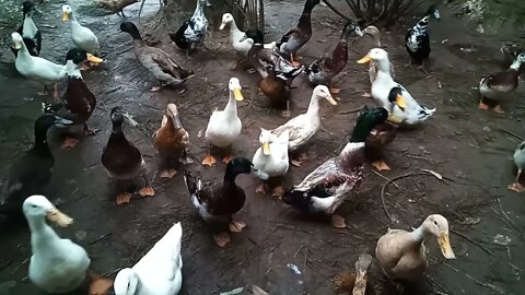 Ducks just love their peas, 23rd June 2021