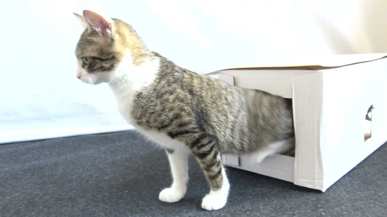 Sweet Kitten Yawns and Stretches