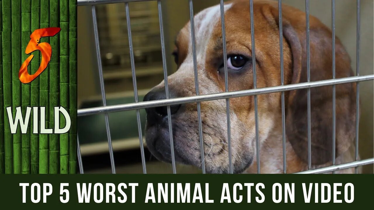 Top 5 Heartbreaking Animal Cruelty Caught On Video | 5 WILD