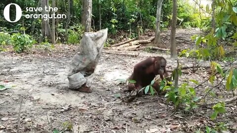 Orangutan desperately trying to get his friend's attention