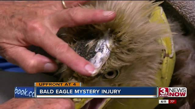 Bald eagle with mysterious head trama is being treated by Fontenelle Forest