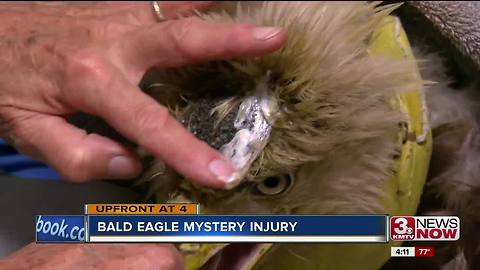 Bald eagle with mysterious head trama is being treated by Fontenelle Forest