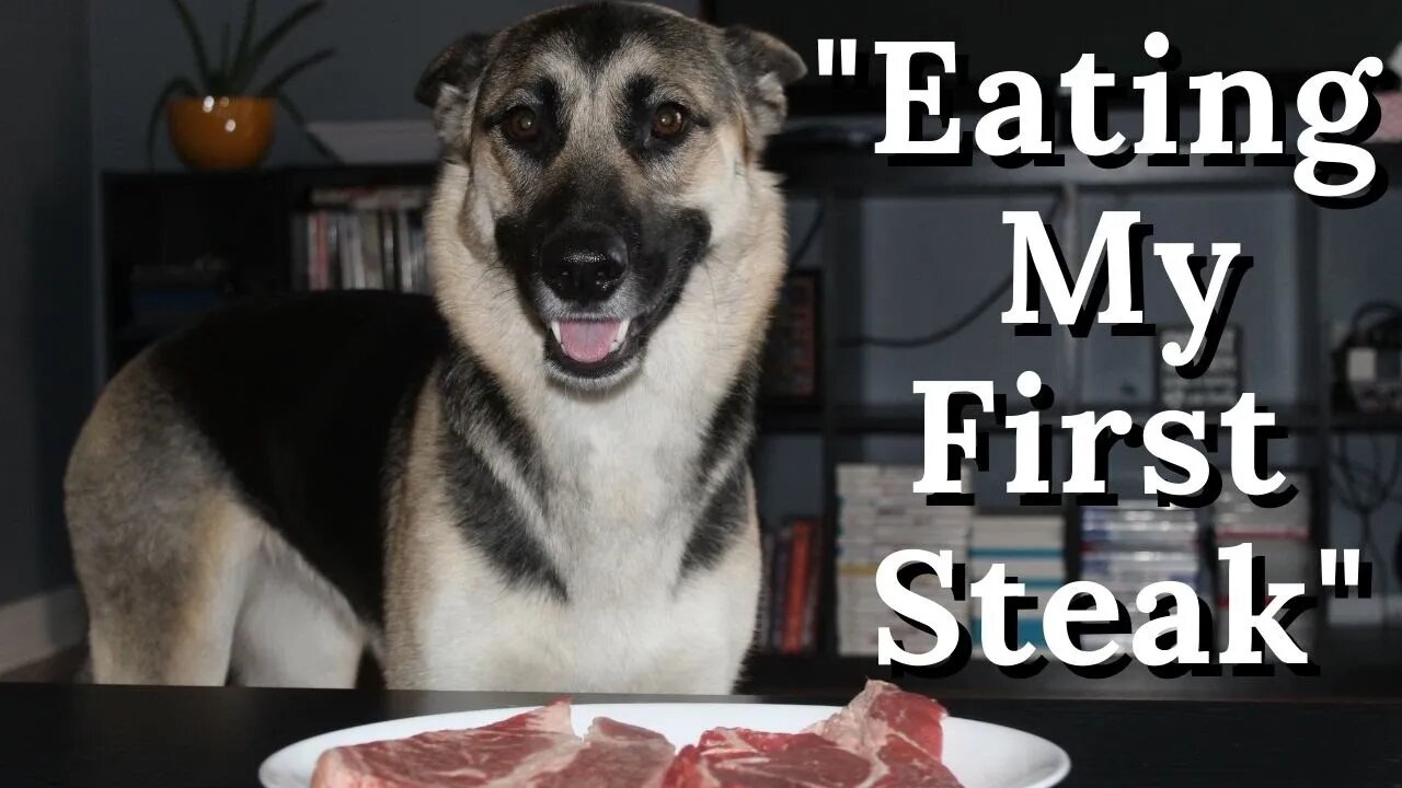 Gerberian Shepsky | Feeding Her Raw Steak For The First Time