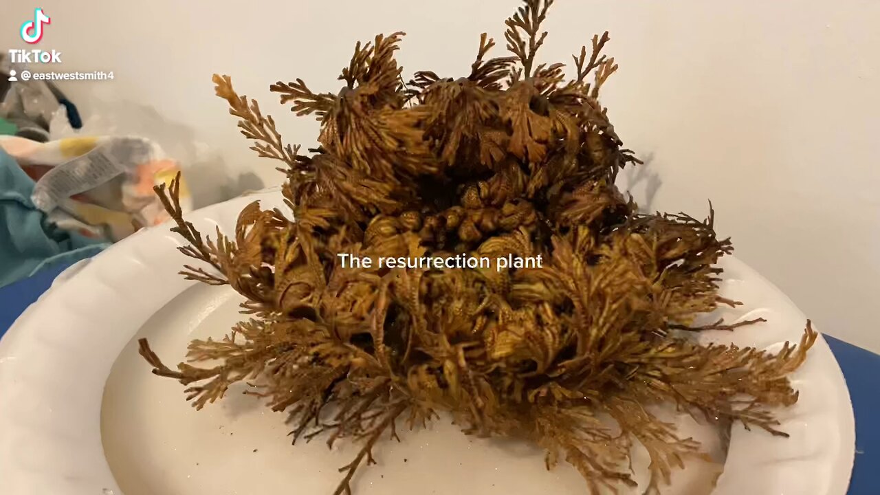 My resurrection plant