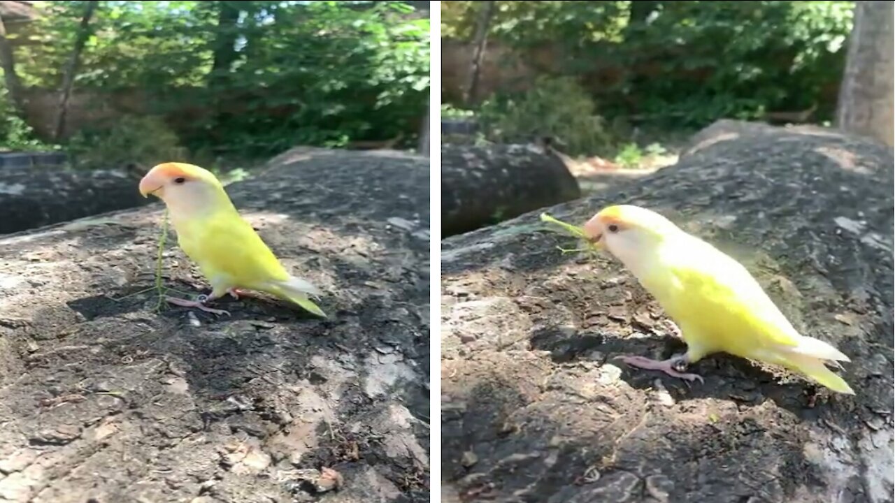 Beautiful and Smart Parrot