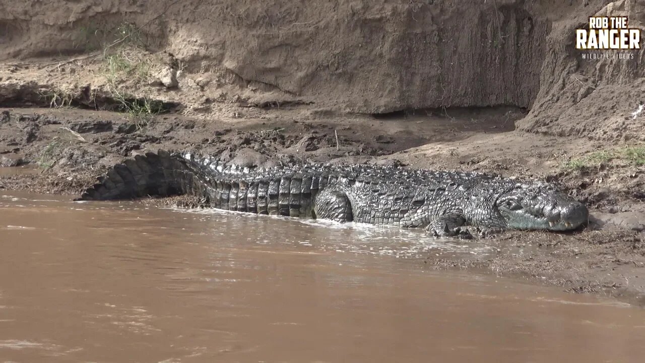 Monster Crocodiles Of The Mara River | Zebra Plains