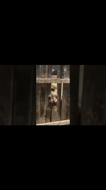 Don't Mess With This Dog