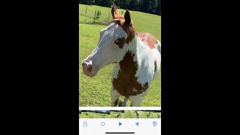 Long lost horse buddy doesn’t want to be left behind.