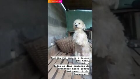 Família foi embora e abandona cachorro #shorts