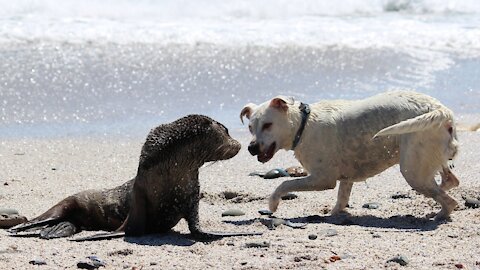 The strongest confrontation between, stray dogs, and a small crocodile