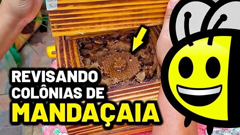 NÃO FAÇA divisões de MANDAÇAIA antes de revisar as colônias | Dicas de manejo 🐝🍯