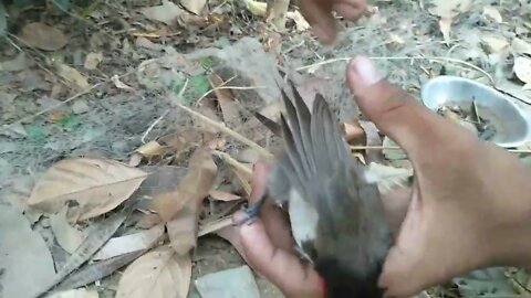 How the birds got stuck